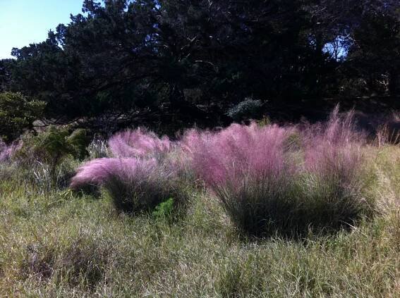 Muhlenbergia_capillaris_04