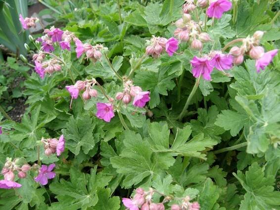 Geranium (Kakost) - eshop, prodej, semena, rostliny, pěstování, fotografie, množení, popis, atd. -> www.rostliny.net