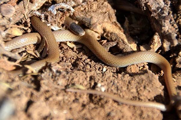 EduPic Snake Images