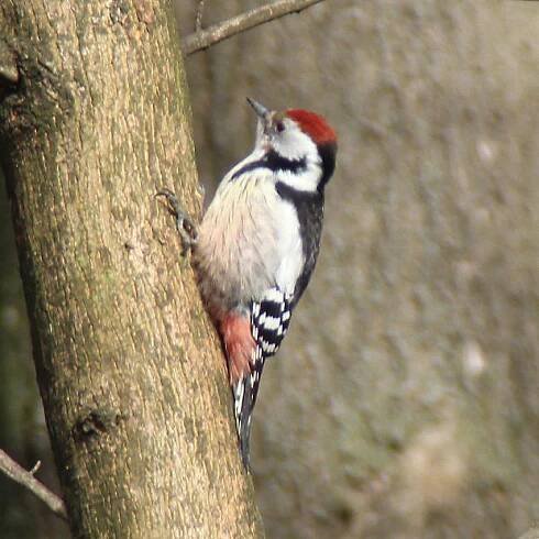Strakapoud prostřední (Dendrocopus medius)