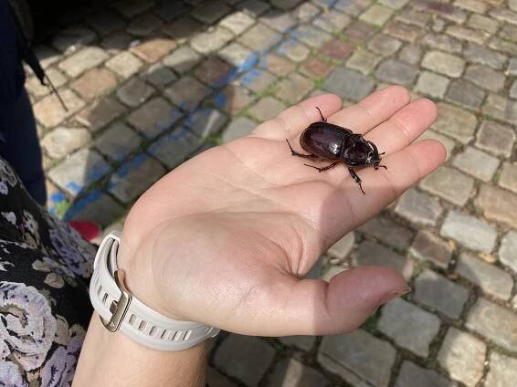 Soubor:Oryctes nasicornis 2024.JPG – Wikipedie