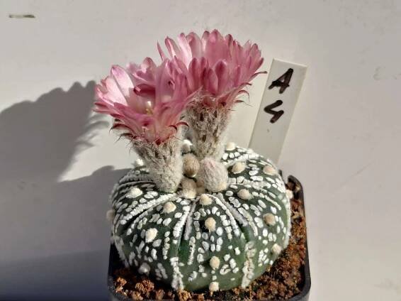 Astrophytum asterias cv. Superkabuto Pink flower A4