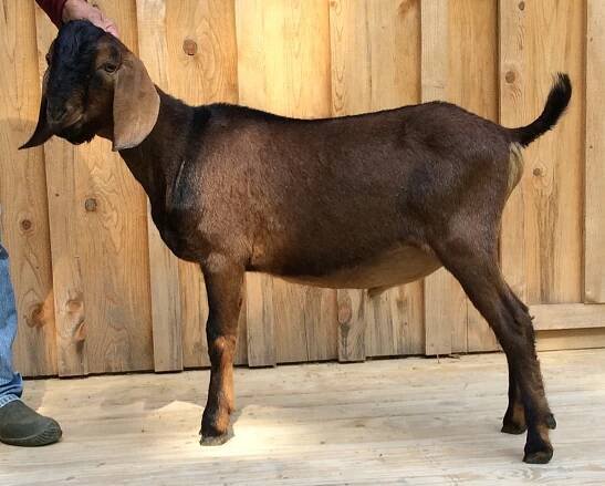 Beth Re’im Rufus the Chosen – Hurlburt Farms