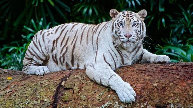 ZOO Liberec: Smutný příběh unikátních bílých tygrů. Zbyla