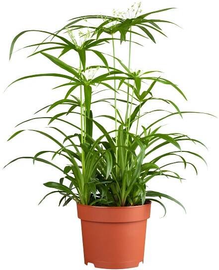 OBI Šáchor papírodárný "Nofretete" průměr květináče cca 23 cm Cyperus