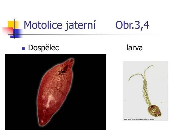 PPT - Ploštěnci PowerPoint Presentation, free download - ID:4986188