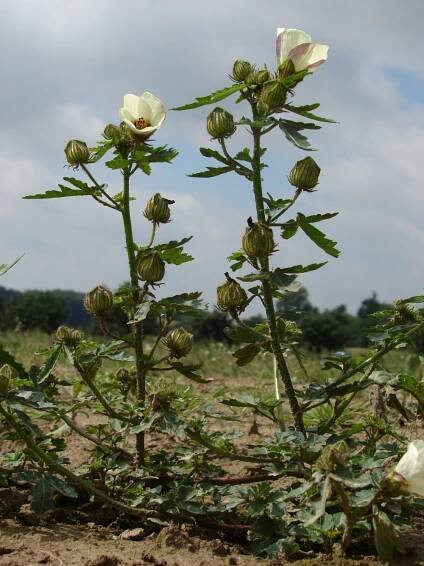Přírodní rostliny – 14. stránka – PlantaNaturalis.com