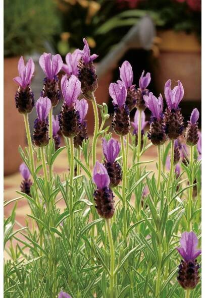 GROW by OBI Levandule smilovitá (L. stoechas)"Anouk Dark Purple" cca pr. 12 cm