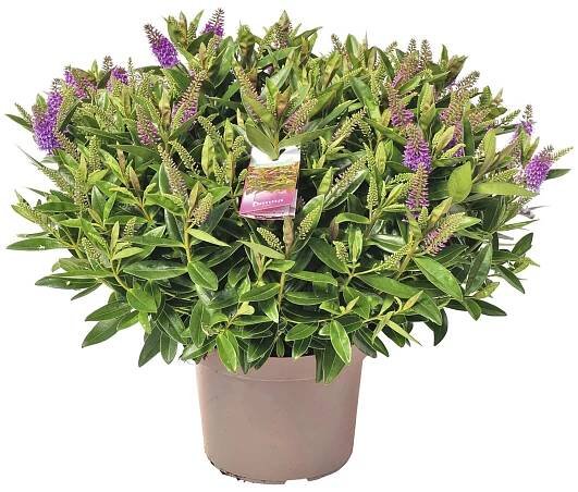 Hebe Andersonova (Hebe andersonii) zelenožlutá 40 cm, pr. 23 cm nakoupit u OBI