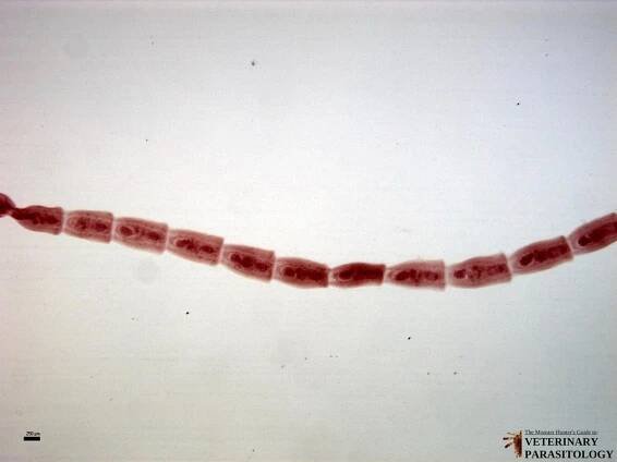 Mesocestoides sp. Tapeworms - MONSTER HUNTER'S GUIDE TO: VETERINARY PARASITOLOGY
