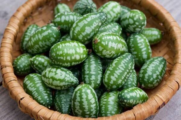 cucamelon ovoce, také známý jako mexické okurky, mexické kyselé okurky, nebo melothria scabra. - melothria scabra - stock snímky, obrázky a fotky
