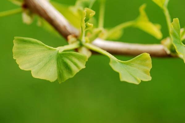 Jinan dvoulaločný Variegata (Ginkgo biloba)