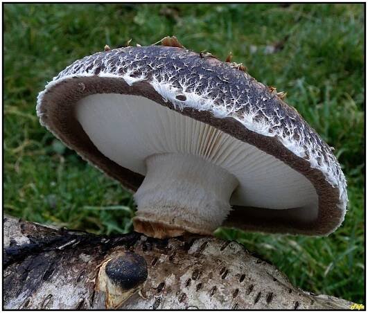 Houževnatec jedlý - Lentinula edodes ( . Berk ) Pegler | www.ohoubach.cz