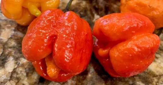 Trinidad Moruga Scorpion: Scoville, Seeds & Pepper Grow Guide - Grow Hot Peppers