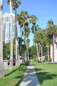 The streets in Downtown St Petersburg are lined with trees and lush foliage 