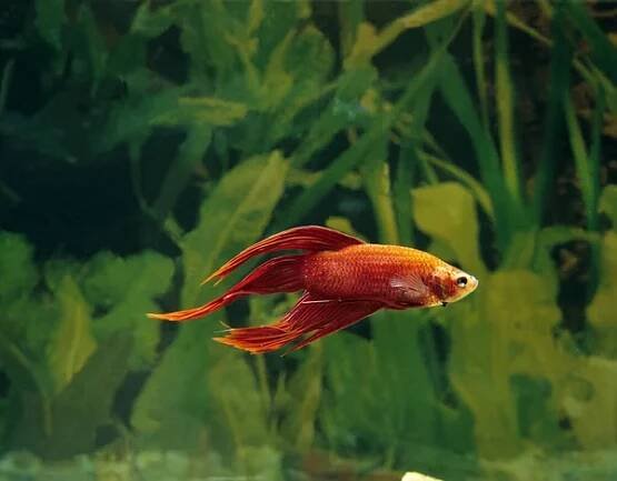 Bojující ryby, betta splendens — Stock obrázek
