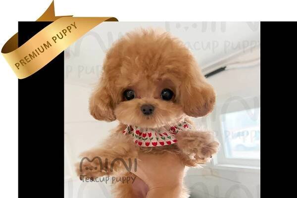 P)maltipoo-girlsn