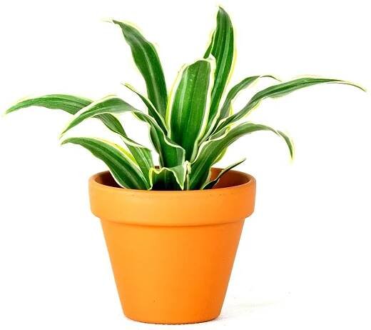 Pokojová rostlina Dracaena fragrans mix, průměr 6 cm