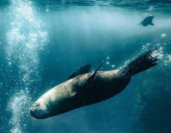 Javier Delgado Esteban Photography - Underwater