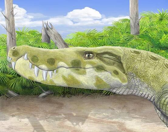 Stratiotosuchus