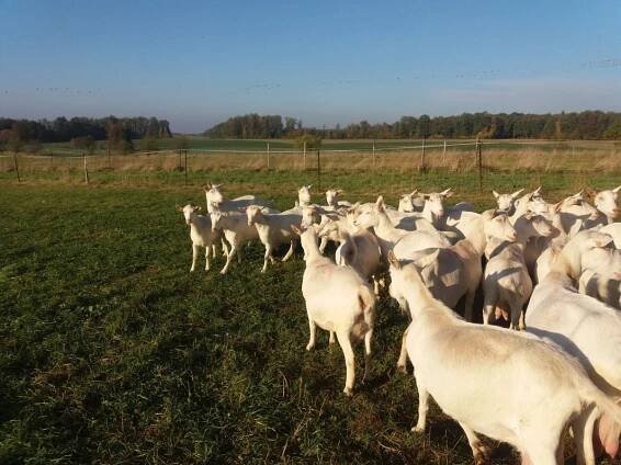 Kozí, přitom bez kozího zápachu. Rodinná farma z Moravy umí