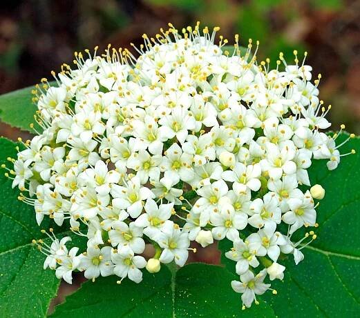 Kalina tušalaj Viburnum lantana OZDOBNÝ BÍLÝ KEŘ sazenice v květináči