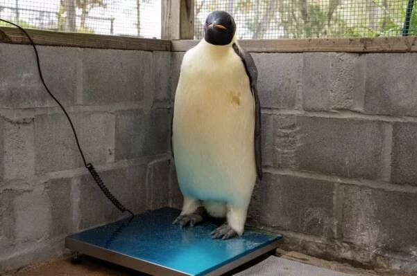 Way Off Course: Emperor Penguin Swims to Australia » Explorersweb