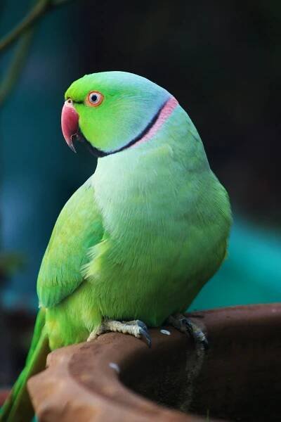 Free Vibrant rose-ringed parakeet perched outdoors in Pakistan, showcasing luscious green plumage. Stock Photo