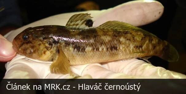 Hlaváč černoústý | MRK.cz