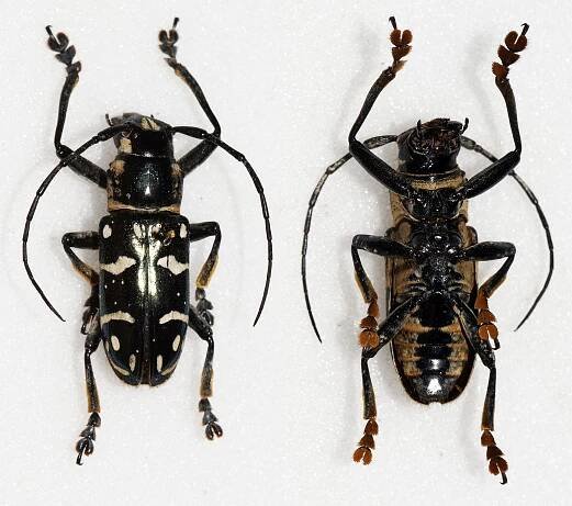 Faustabryna mindanaoensis