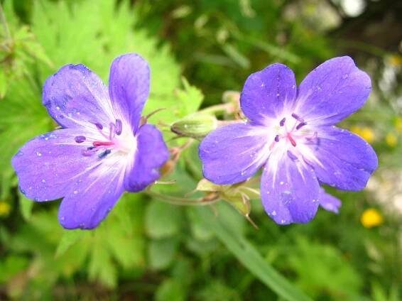 BCP/Geranium pratense
