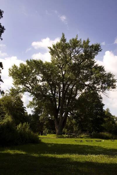 Topol černý (Populus nigra L.)