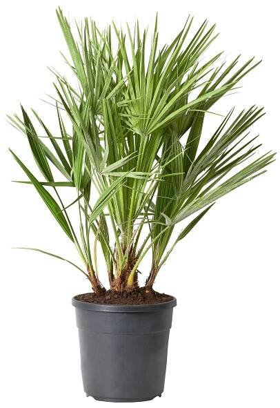 Palma - Chamaerops Humilis Co7-10L