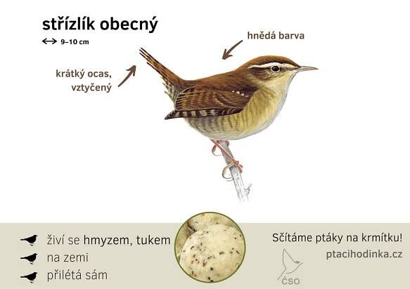Určování ptáků - Ptačí hodinka