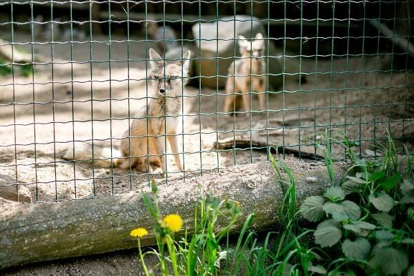 S dětmi za zvířaty – obří Zoo Praha i sympatické zooparky v okolí | Slevomat.cz