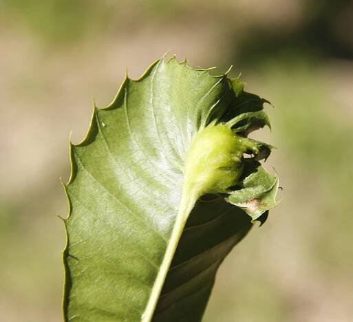 Castanea sativa Mill. - Portale della Flora d'Italia / Portal to the Flora of Italy
