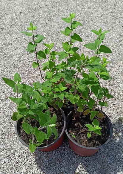 OŽANKA LESNÍ (Teucrium scorodonia) - Areál Žireč 