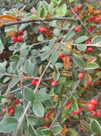 Skalník - větévky s plody (Cotoneaster applanatus), větve, větévky