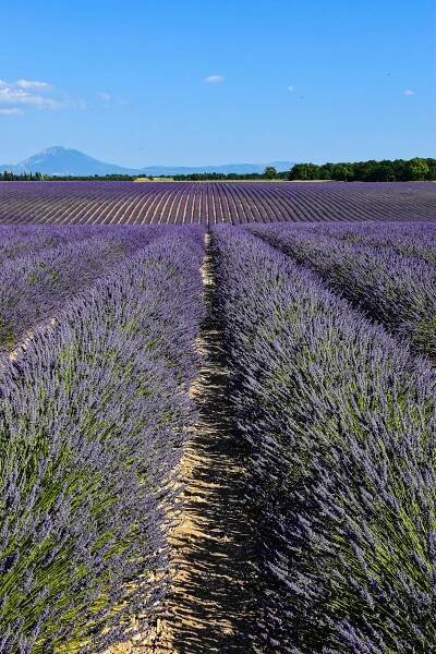 bezplatná Ohromující levandulová pole v Provence ve Francii pod jasně modrou oblohou s horským pozadím. Základová fotografie