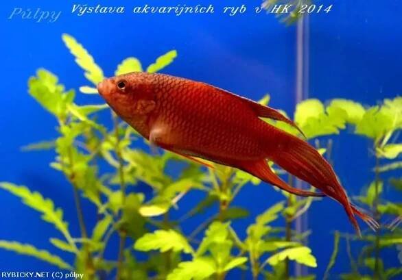 Rájovec červenohřbetý - Macropodus erythropterus