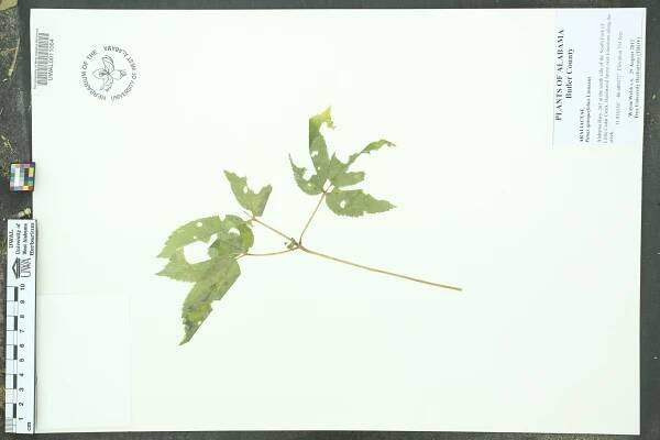 Panax quinquefolius - Species Page - APA: Alabama Plant Atlas 