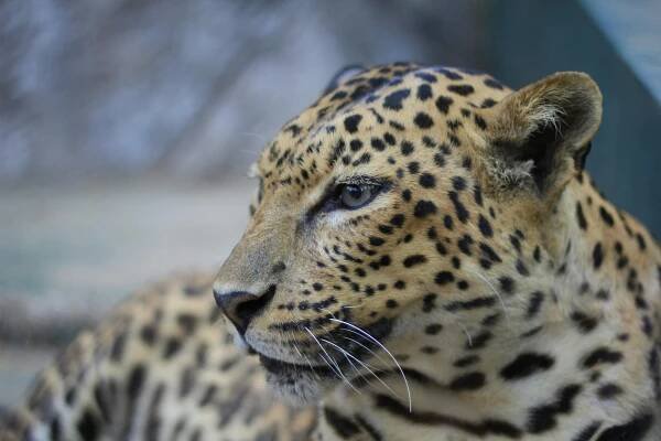 Základová fotografie na téma africký leopard, černý panter, divočina, divoká kočka, divoké zvíře, exotické zvíře, fotografie