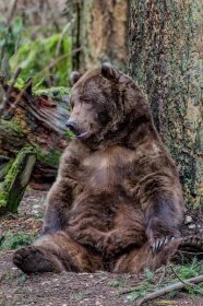 Happy Brown Bear Sitting by a Tree Wildlife Fine Art Photography Print - Etsy Canada