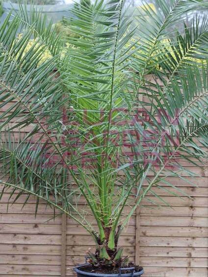 Phoenix canariensis