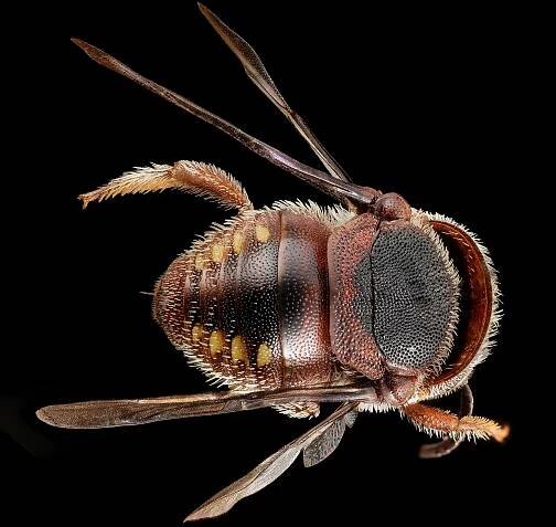 a Pachyanthidium aff benguelense bee
