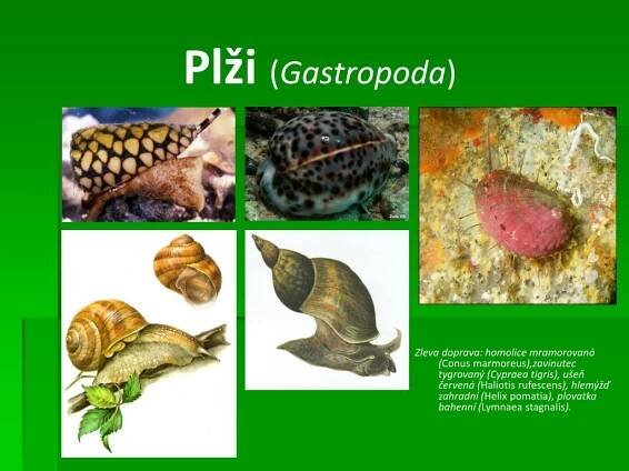 PPT - Měkkýši ( Mollusca ) PowerPoint Presentation, free download - ID:4827102