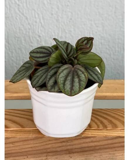 Peperomia caperata - ⌀ 6cm - by Blanche