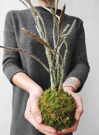 .kokedama EUPHORBIA PLATYCLADA |závěsná| / Prodané zboží prodejce di.vy | Fler.cz