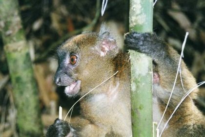Soubor:Greater Bamboo lemur.jpg