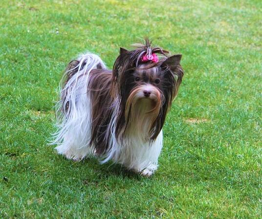 Biro Yorkshire Cookie - Home of Harmony Zucht für Biewer-, Biro-, Golddust-, Yorkshire Terrier